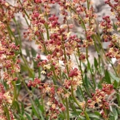 Rumex acetosella at Mitchell, ACT - 26 Sep 2023