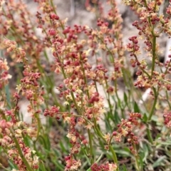 Rumex acetosella at Mitchell, ACT - 26 Sep 2023