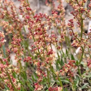 Rumex acetosella at Mitchell, ACT - 26 Sep 2023