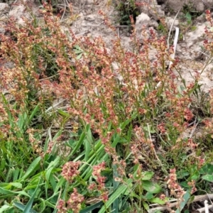 Rumex acetosella at Mitchell, ACT - 26 Sep 2023