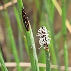Eleocharis acuta (Common Spike-rush) at Crace Grasslands - 26 Sep 2023 by trevorpreston