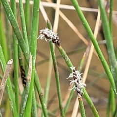 Eleocharis acuta at Mitchell, ACT - 26 Sep 2023