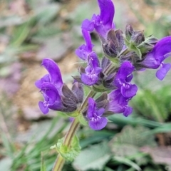 Salvia verbenaca var. verbenaca (Wild Sage) at Mitchell, ACT - 26 Sep 2023 by trevorpreston