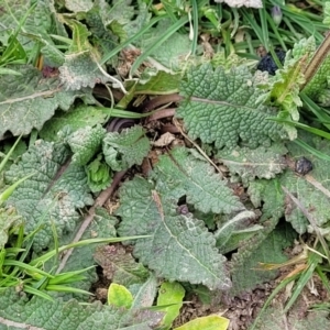 Salvia verbenaca var. verbenaca at Mitchell, ACT - 26 Sep 2023