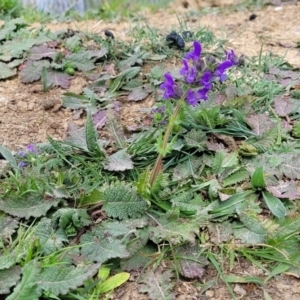 Salvia verbenaca var. verbenaca at Mitchell, ACT - 26 Sep 2023 10:00 AM