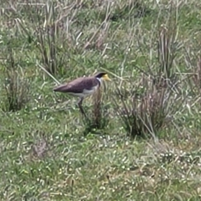 Vanellus miles (Masked Lapwing) at Crace Grasslands - 25 Sep 2023 by trevorpreston