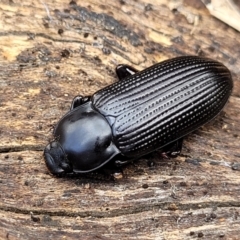 Meneristes australis (Darking beetle) at Crace Grasslands - 25 Sep 2023 by trevorpreston