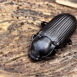 Meneristes australis at Mitchell, ACT - 26 Sep 2023 09:57 AM