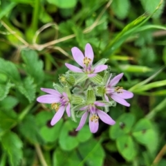 Erodium moschatum (Musky Crowfoot, Musky Storksbill) at Mitchell, ACT - 26 Sep 2023 by trevorpreston