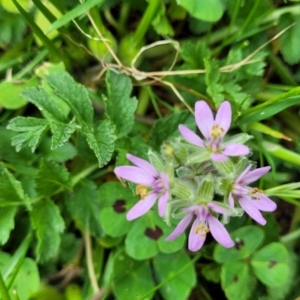 Erodium moschatum at Mitchell, ACT - 26 Sep 2023 09:54 AM