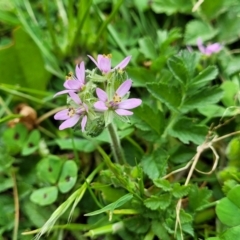 Erodium moschatum at Mitchell, ACT - 26 Sep 2023 09:54 AM