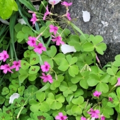 Oxalis debilis var. corymbosa (Pink Woodsorrel) at Crace Grasslands - 25 Sep 2023 by trevorpreston