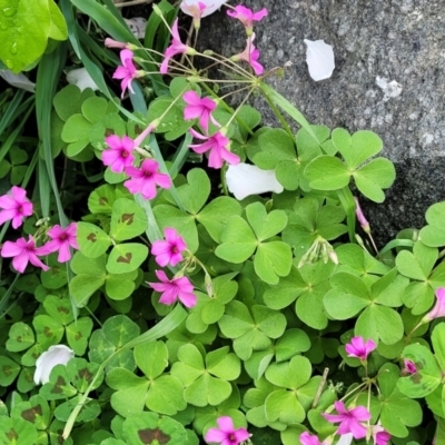 Oxalis debilis var. corymbosa (Pink Woodsorrel) at Mitchell, ACT - 26 Sep 2023 by trevorpreston