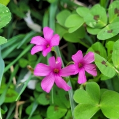 Oxalis debilis var. corymbosa at Mitchell, ACT - 26 Sep 2023 09:54 AM