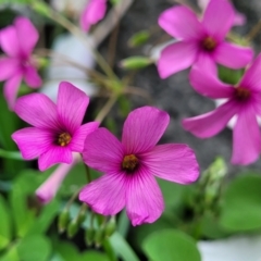 Oxalis debilis var. corymbosa at Mitchell, ACT - 26 Sep 2023 09:54 AM