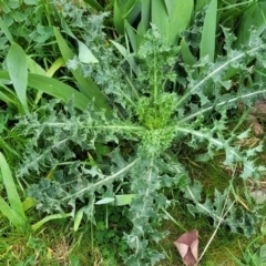 Sonchus asper (Prickly Sowthistle) at Crace Grasslands - 25 Sep 2023 by trevorpreston