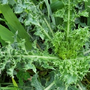 Sonchus asper at Mitchell, ACT - 26 Sep 2023