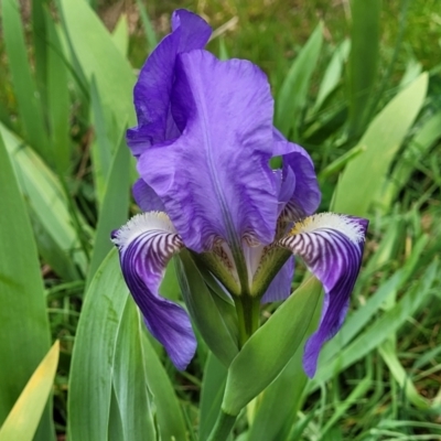 Iris germanica (Tall Bearded Iris) at Crace Grasslands - 25 Sep 2023 by trevorpreston