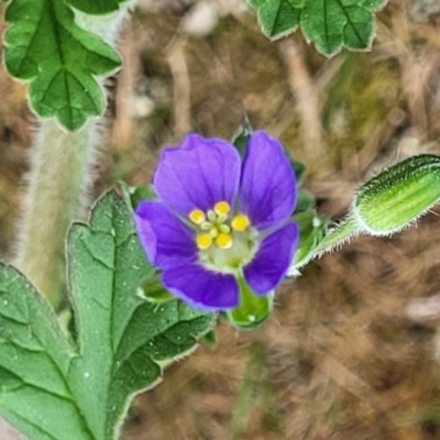 Erodium crinitum (Native Crowfoot) at Mitchell, ACT - 26 Sep 2023 by trevorpreston