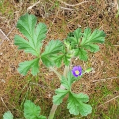 Erodium crinitum at Mitchell, ACT - 26 Sep 2023 09:51 AM