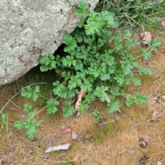 Erodium crinitum at Mitchell, ACT - 26 Sep 2023 09:51 AM