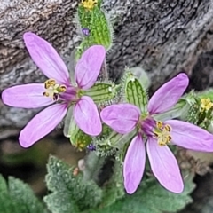 Erodium moschatum (Musky Crowfoot, Musky Storksbill) at Mitchell, ACT - 25 Sep 2023 by trevorpreston