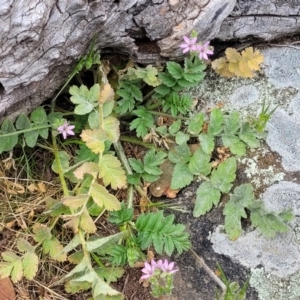 Erodium moschatum at Mitchell, ACT - 26 Sep 2023