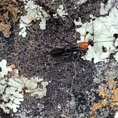 Braconidae (family) (Unidentified braconid wasp) at Crace Grasslands - 25 Sep 2023 by trevorpreston