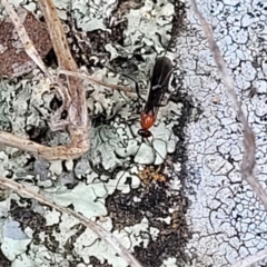 Braconidae (family) at Mitchell, ACT - 26 Sep 2023 09:48 AM