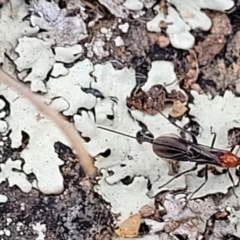 Braconidae (family) at Mitchell, ACT - 26 Sep 2023 09:48 AM