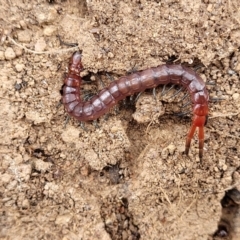 Scolopendromorpha (order) (A centipede) at Crace Grasslands - 25 Sep 2023 by trevorpreston