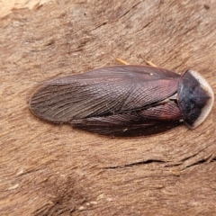 Laxta granicollis (Common bark or trilobite cockroach) at Crace Grasslands - 25 Sep 2023 by trevorpreston