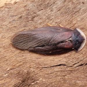 Laxta granicollis (Common bark or trilobite cockroach) at Mitchell, ACT by trevorpreston