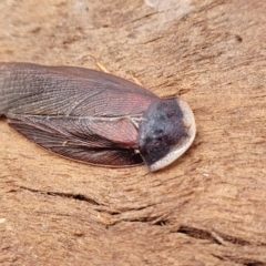 Laxta granicollis at Mitchell, ACT - 26 Sep 2023