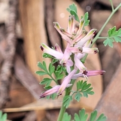 Fumaria muralis subsp. muralis (Wall Fumitory) at Mitchell, ACT - 26 Sep 2023 by trevorpreston