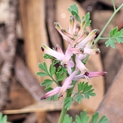 Fumaria muralis subsp. muralis (Wall Fumitory) at Crace Grasslands - 25 Sep 2023 by trevorpreston