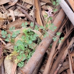 Fumaria muralis subsp. muralis at Mitchell, ACT - 26 Sep 2023 09:34 AM