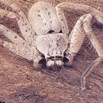 Isopeda (genus) (Huntsman Spider) at Mitchell, ACT - 26 Sep 2023 by trevorpreston