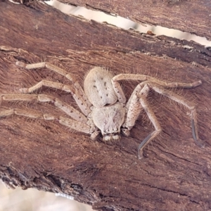 Isopeda sp. (genus) at Mitchell, ACT - 26 Sep 2023