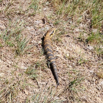 Tiliqua scincoides scincoides (Eastern Blue-tongue) at Umbagong District Park - 26 Sep 2023 by NathanaelC