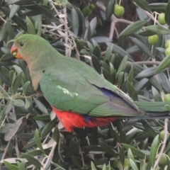 Alisterus scapularis (Australian King-Parrot) at Pollinator-friendly garden Conder - 2 Apr 2023 by michaelb