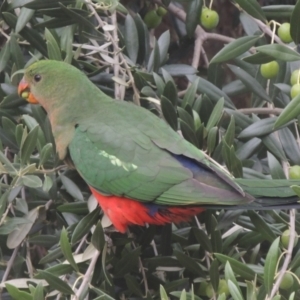 Alisterus scapularis at Conder, ACT - 2 Apr 2023