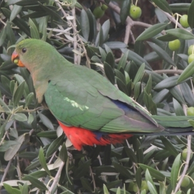 Alisterus scapularis (Australian King-Parrot) at Conder, ACT - 2 Apr 2023 by MichaelBedingfield