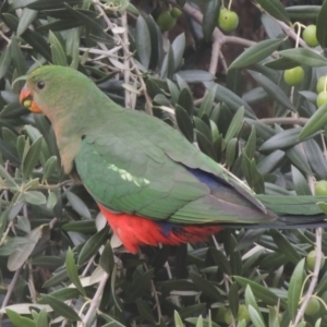 Alisterus scapularis (Australian King-Parrot) at Conder, ACT by michaelb