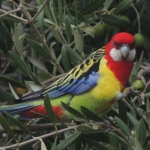 Platycercus eximius at Conder, ACT - 2 Apr 2023