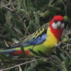 Platycercus eximius (Eastern Rosella) at Conder, ACT - 2 Apr 2023 by michaelb