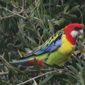 Platycercus eximius at Conder, ACT - 2 Apr 2023 12:25 PM