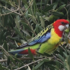 Platycercus eximius at Conder, ACT - 2 Apr 2023