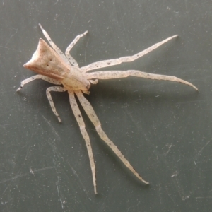 Sidymella trapezia at Conder, ACT - 2 Apr 2023