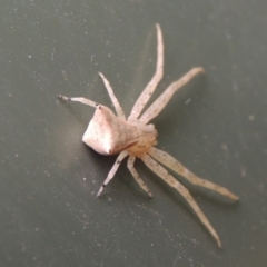 Sidymella trapezia at Conder, ACT - 2 Apr 2023